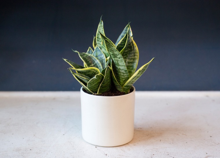 Low-maintenance plants: Snake plant