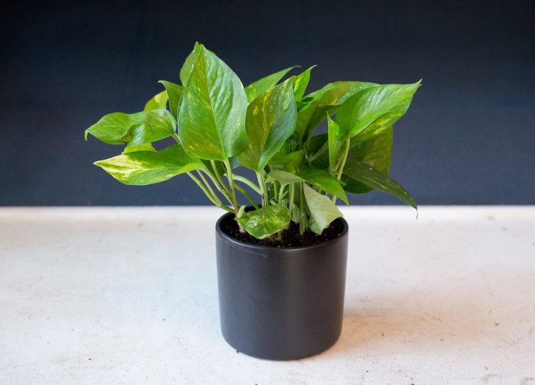 Low-maintenance plants: Pothos plant