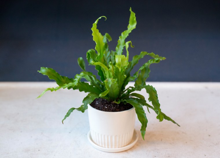 Low-maintenance plants: Bird's Nest fern