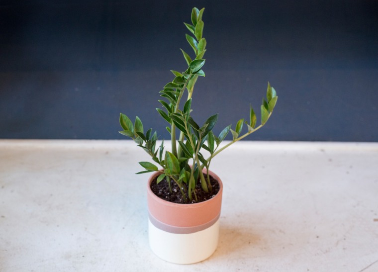 Low-maintenance plants: ZZ plant