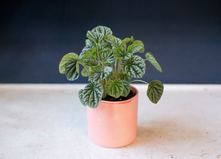 Low-maintenance plants: Ripple peperomia plant