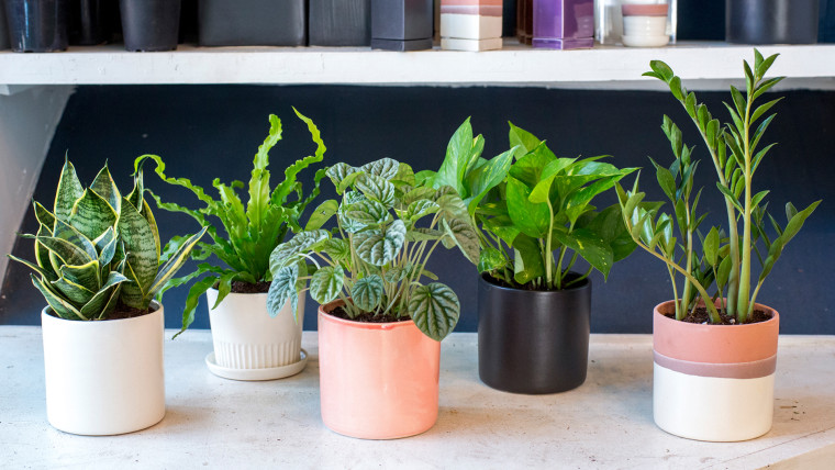 Low-maintenance plants: Snake plant, Bird's Nest fern, Ripple peperomia, Pothos plant, ZZ plant