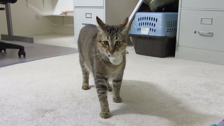 Cat hunts for ball to get dinner