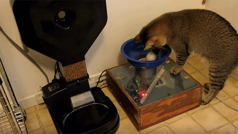 Cat hunts for ball in order to activate automatic cat food dispenser