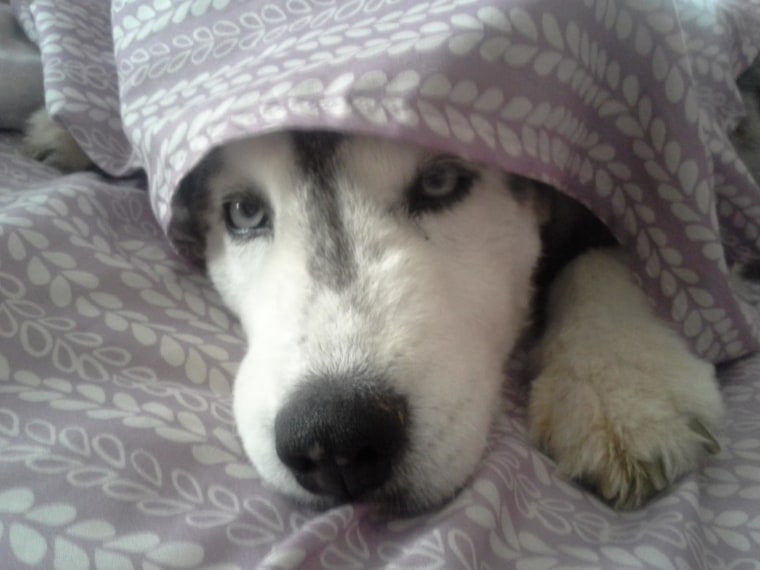 Husky dog peeking out of the covers