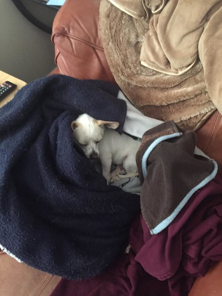 Chihuahua curled up in blankets