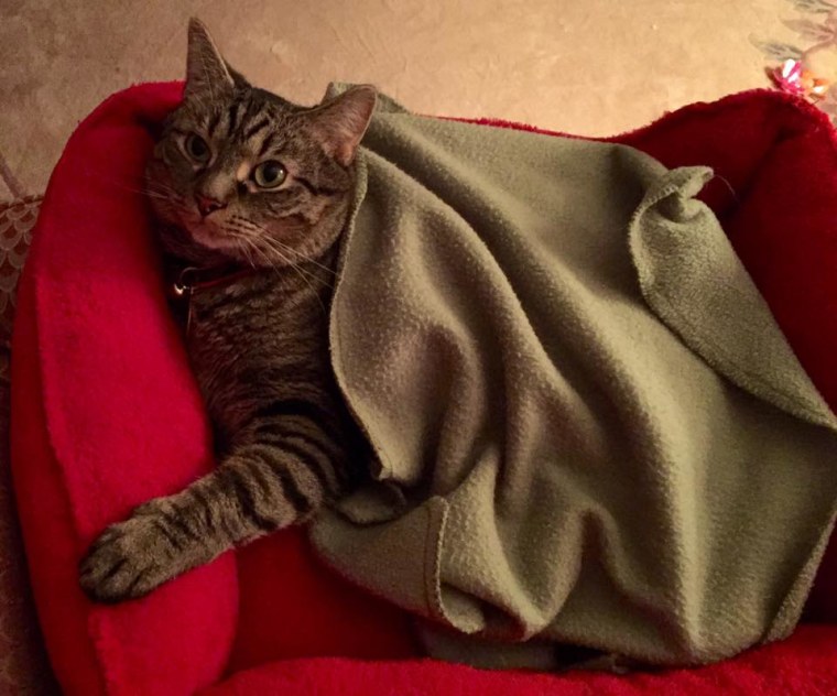 Cat with blanket