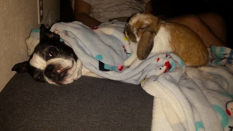 Dog and bunny under blankets