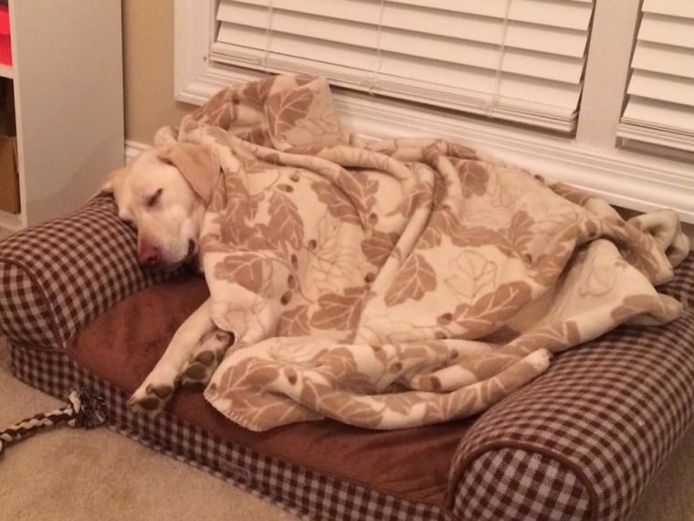 Sleeping dog under blanket