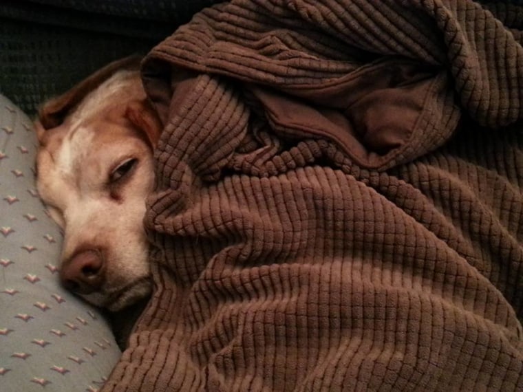 Dog tucked under covers