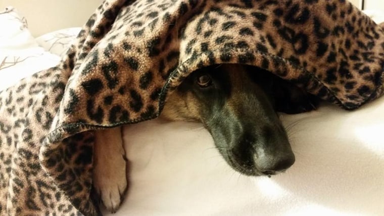 German Shepard under blankets