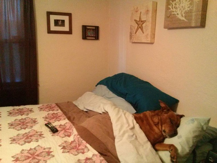 Dog in bed