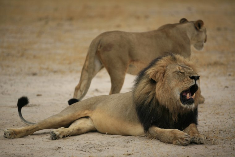Image: Cecil the lion in 2012