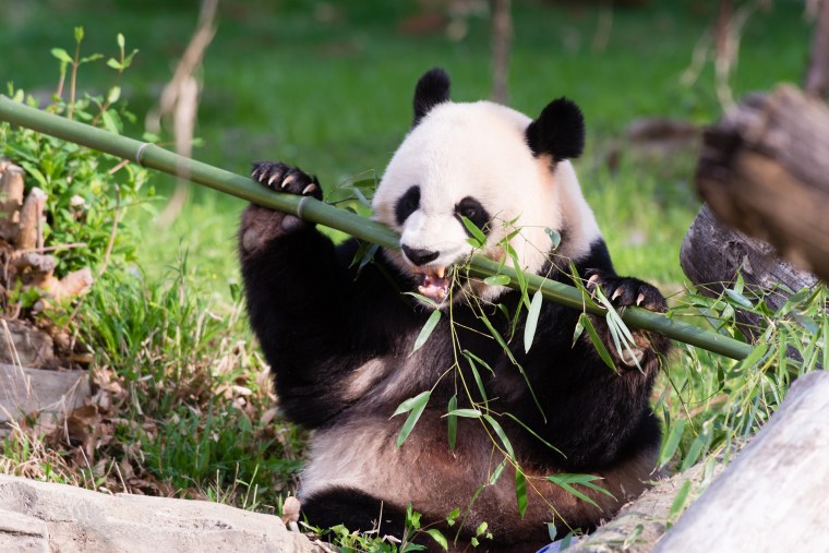 Image: Giant panda Mei Xiang