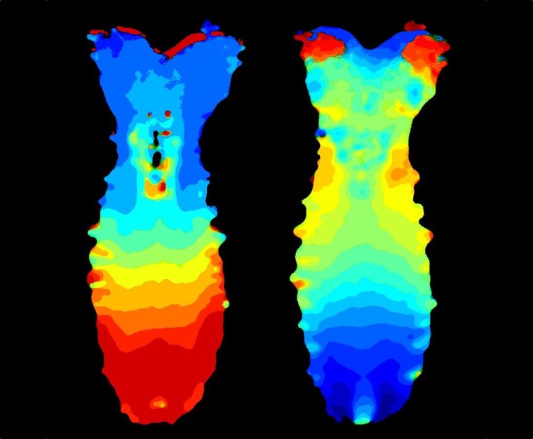 This image shows the nervous system of the fruit fly as it crawls backwards (left) and forwards (right) - the blue regions indicate areas that activate first, the red ones that activate last.