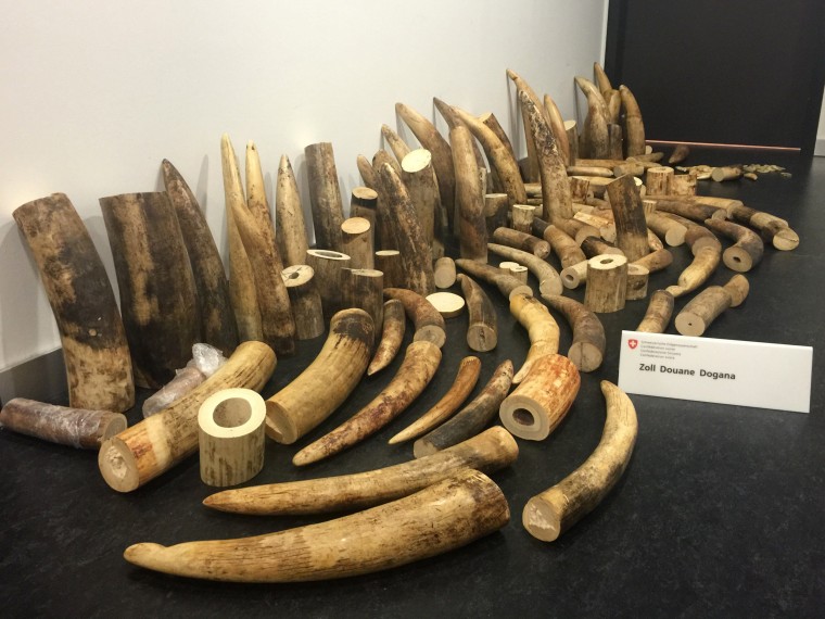 Image: Elephant tusks seized at Zurich's airport are seen on August 4.