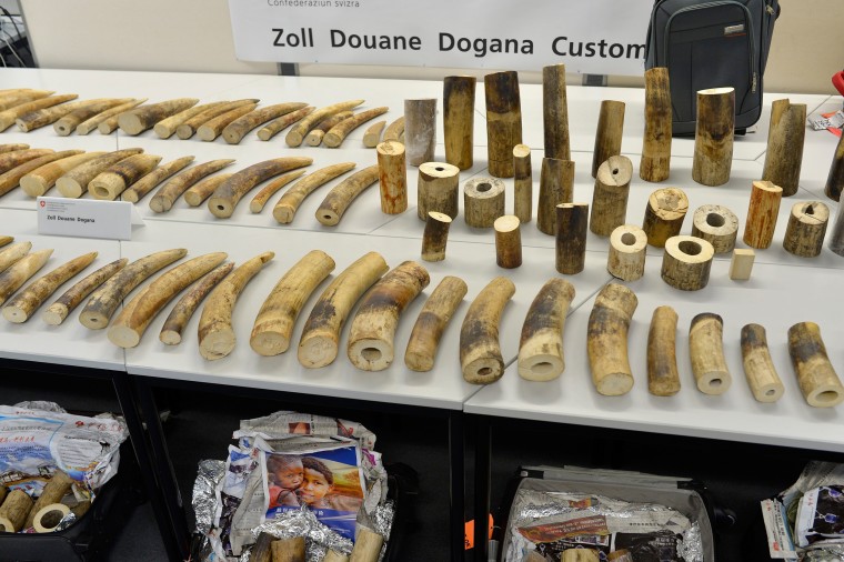 Image: Swiss customs confiscate 600 pounds of ivory