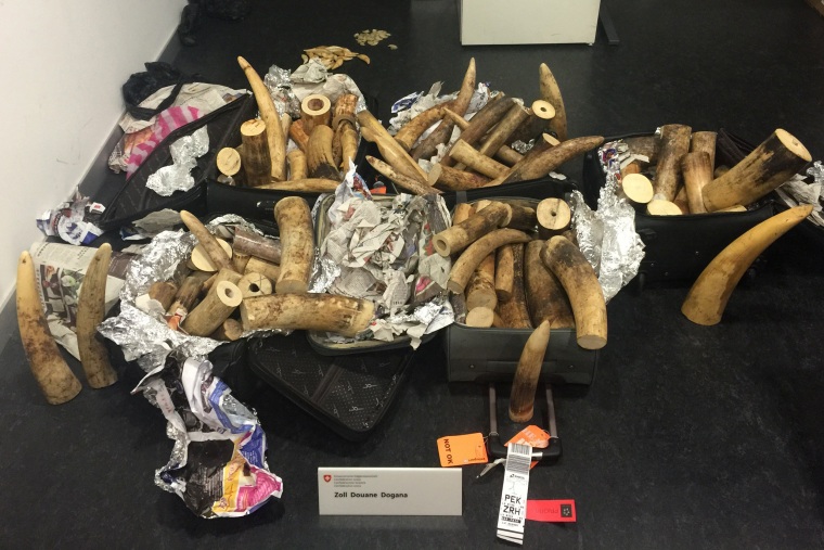 Image: Elephant tusks seized at Zurich's airport