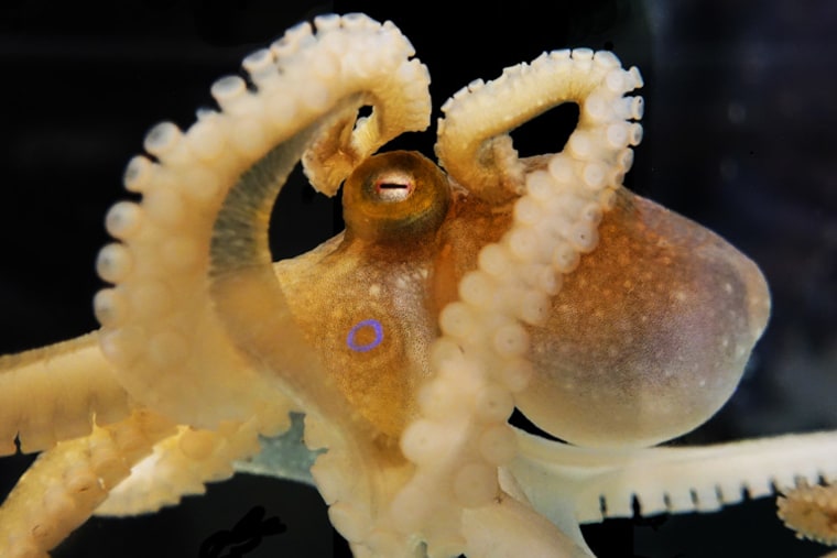Image: California two-spot octopus