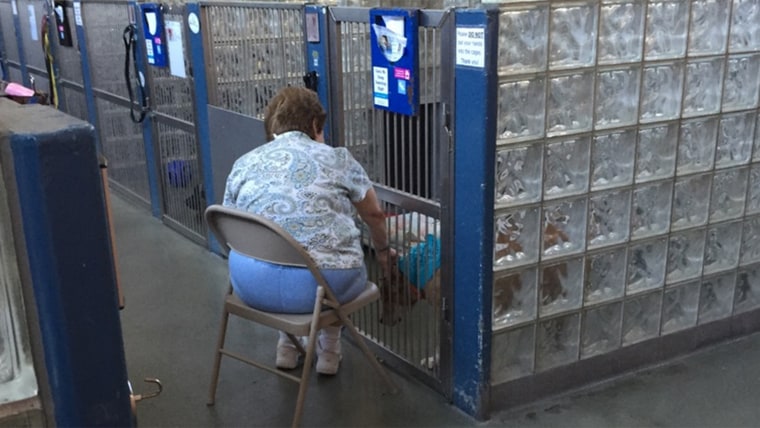 Woman reads to dogs at animal shelter