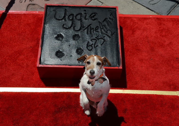 Uggie, the dog who starred in the Academ