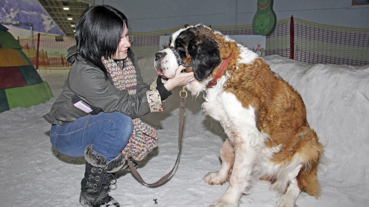 St Bernard dog visit to Chill Factore