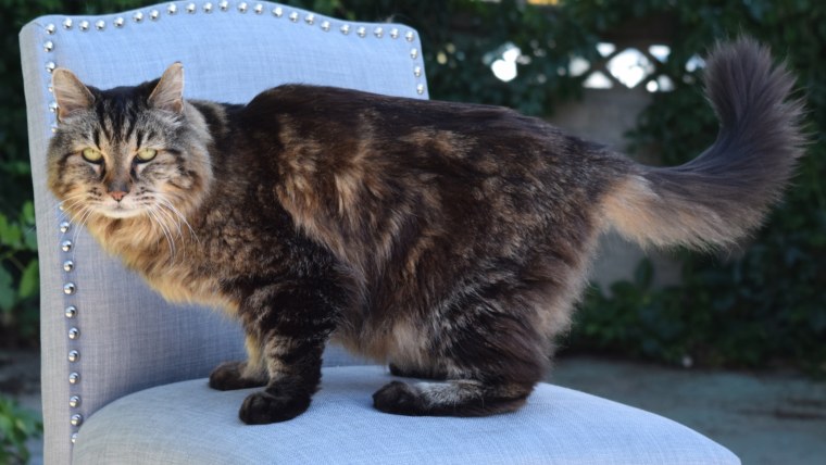 Oldest living cat