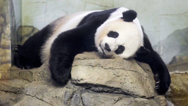Giant panda Mei Xiang at Smithsonian's National Zoological Park