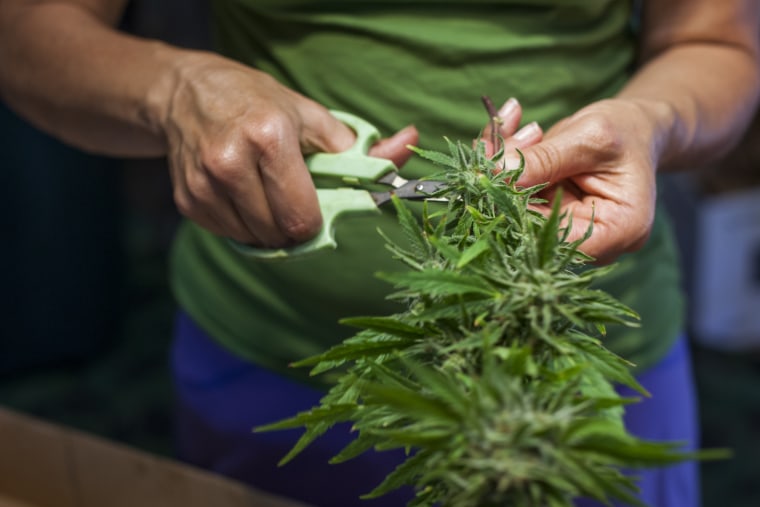 Marijuana growers must trim the excess leaves from buds as part of the cultivation process. Photo by Brittan Jenkins/News21