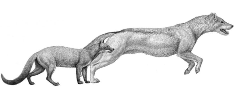 Early dogs were smaller and preferred to ambush prey, while later wolf-like dogs tracked and ran down theirs.