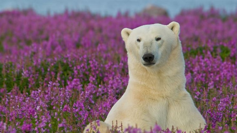 Dennis Fast photographed polar bears  in flower fields