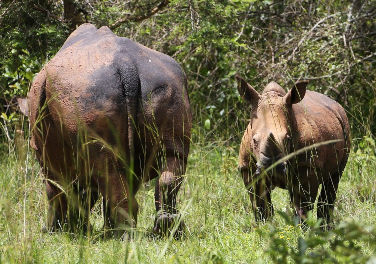 Image: Uganda Wildlife Ziwa Rhino Sanctuary