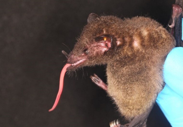 Image: Tube-lipped nectar bat