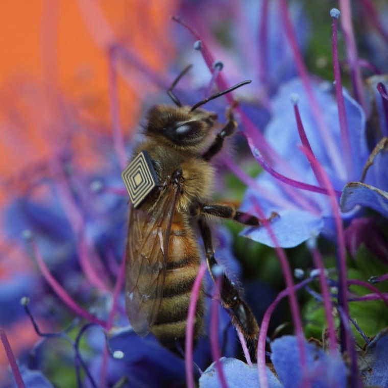 The sensor, just a tenth of an inch square, attached to the back of a honeybee.