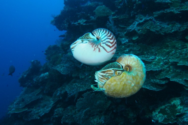 Allonautilus (bottom) and the more common Nautilus pompilius swim together off the coast of Ndrova Island in Papua New Guinea.