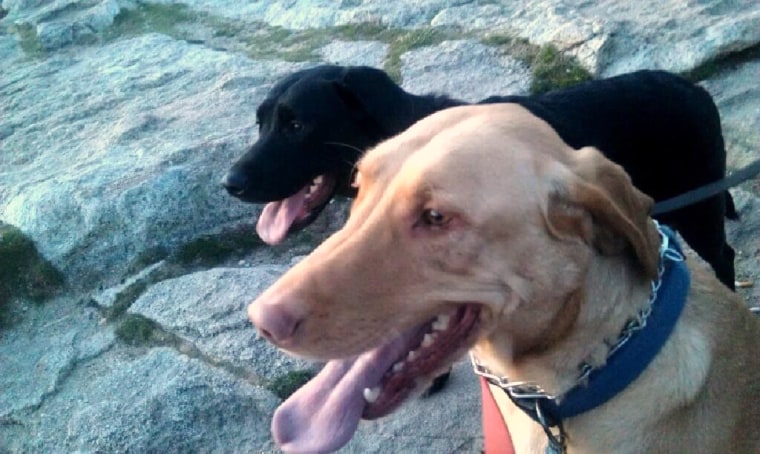 Image: Paden McCormick was burned trying to rescue his dogs Dexter (back) and Dahlia (front).