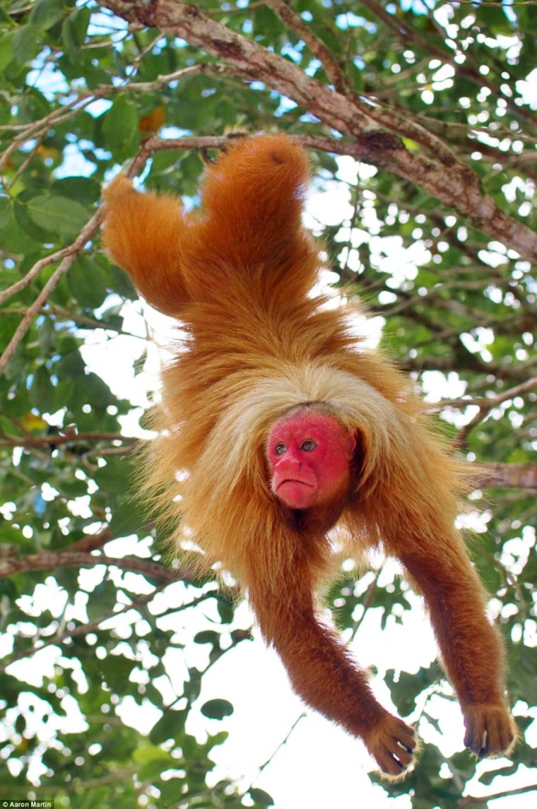 A Red Uakari Monkey can be found in Sierra del Divisor natural area. The area is considered to have one of the highest levels of primate diversity in the world. Photo from June 21, 2010.