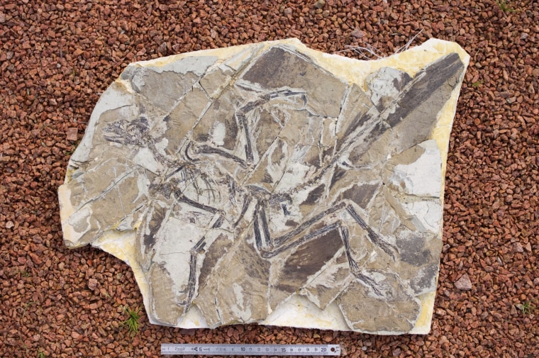 Fossil of Anchiornis huxleyi, the feathers of which furnished evidence that their original colors can be detected.