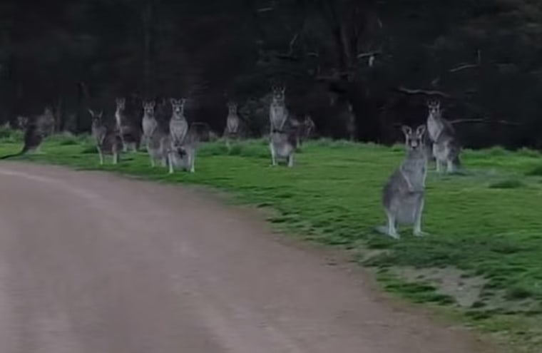 Image: Field of kangaroos in Australia