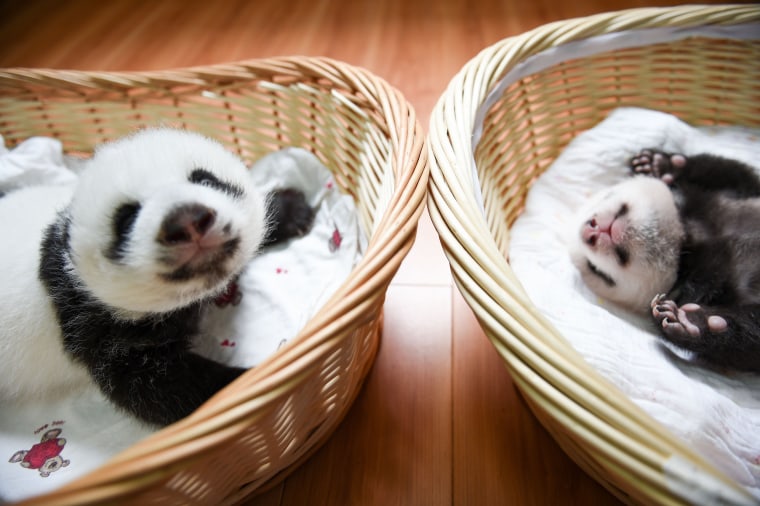 Image: Baby Pandas Born in China