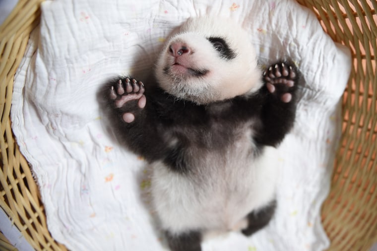 Image: Baby Panda Cubs Debut In China