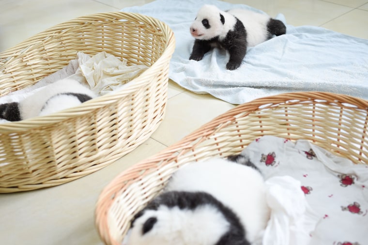 Image: Baby Panda Cubs Debut In China