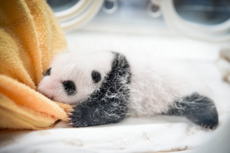 Image: Baby Panda Cubs Debut In China