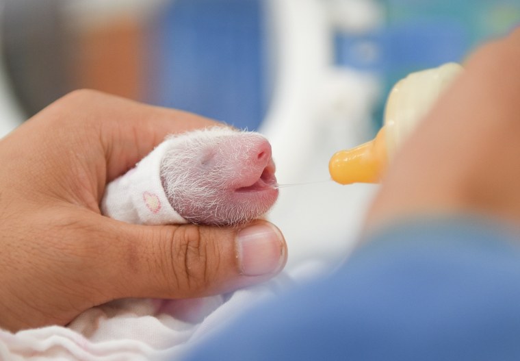 Image: Baby Panda Cubs Debut In China