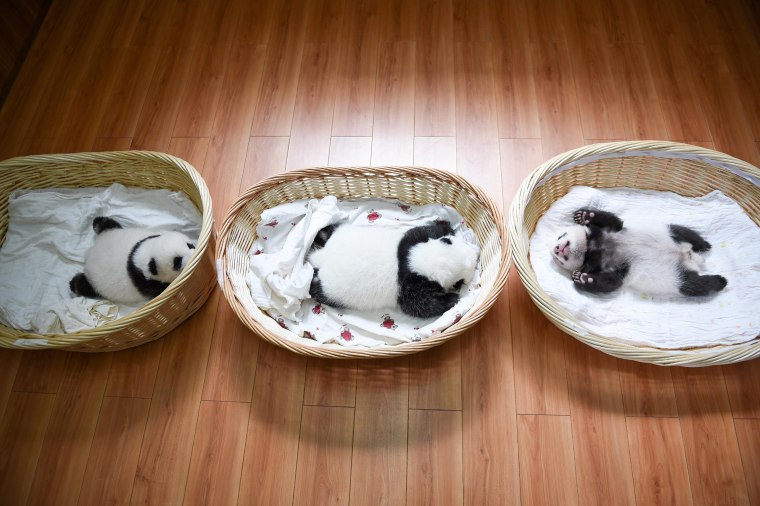 Image: Baby Panda Cubs Debut In China