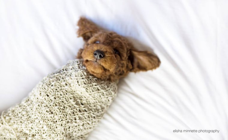 Couple poses with dog for "baby" photos