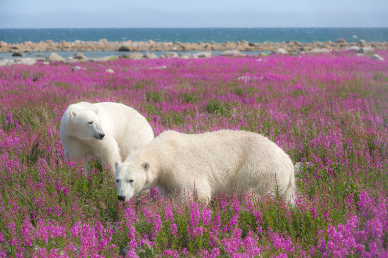 Dennis Fast captured photos of polar bears in flower fields
