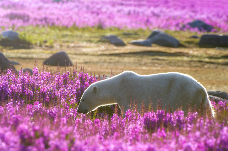 Dennis Fast took photos of polar bears in flower fields