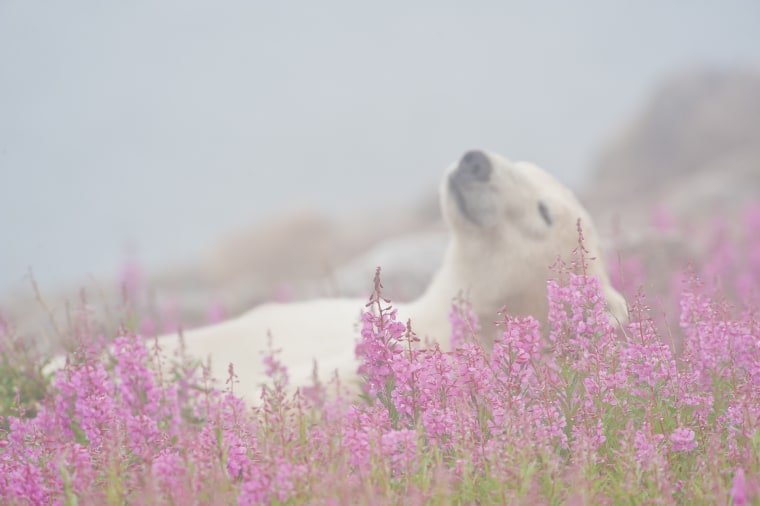 Dennis Fast took photos of polar bears in flower fields