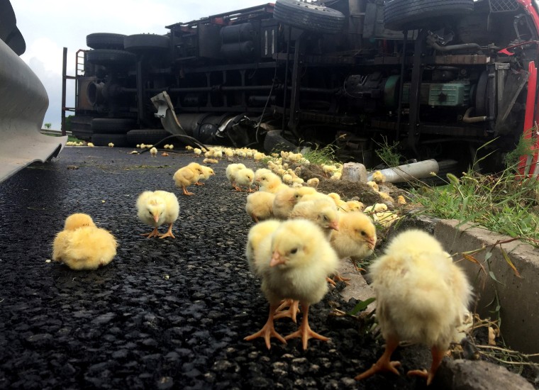 Baby chicks flood Chinese highway after truck overturns